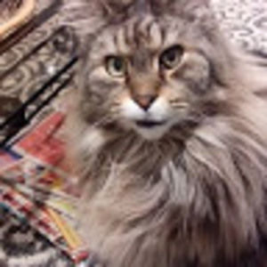 Meet your Posher, Susan